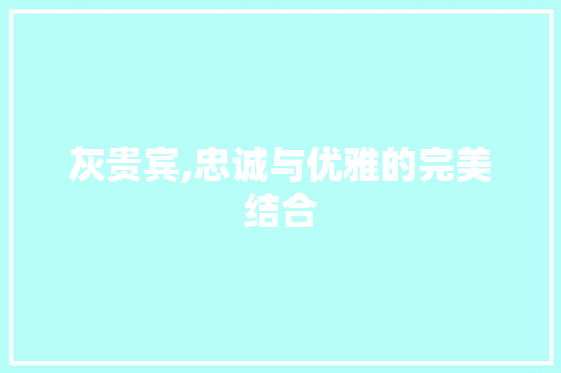 灰贵宾,忠诚与优雅的完美结合 编程语言