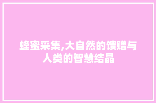 蜂蜜采集,大自然的馈赠与人类的智慧结晶