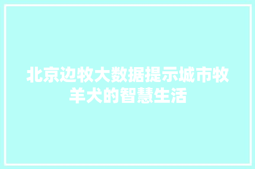北京边牧大数据提示城市牧羊犬的智慧生活